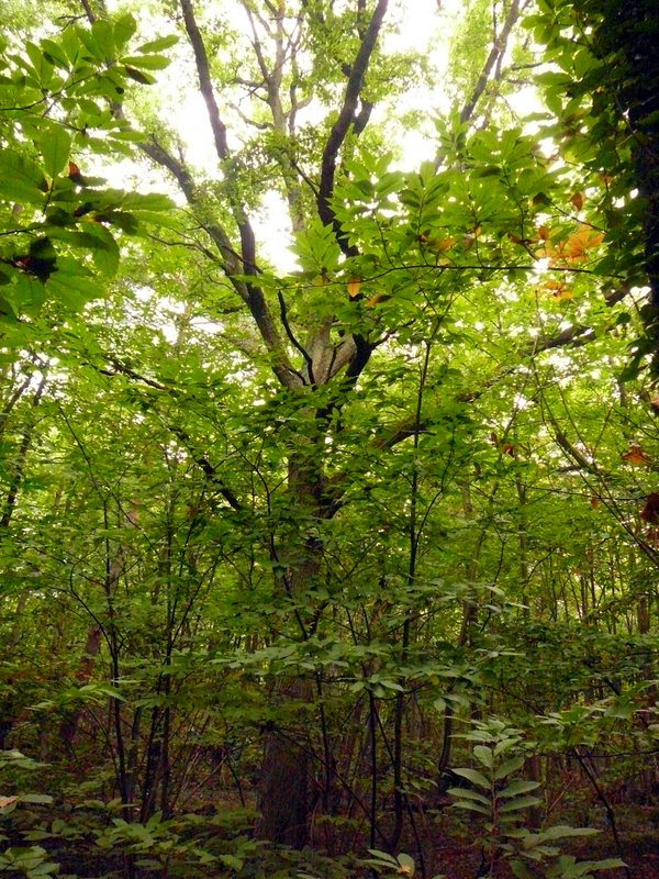 Un beau chène parmi les chataigniers
